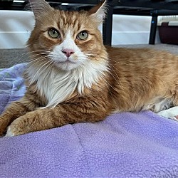 Thumbnail photo of RUSTY - Great Family Cat #3