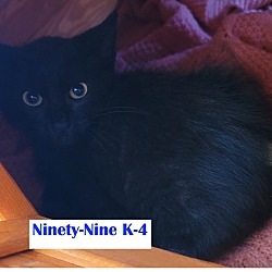 Photo of Ninety-Nine Kitten 4