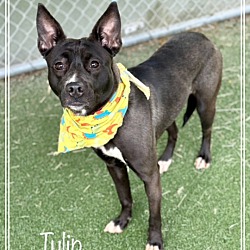 Thumbnail photo of TULIP #2