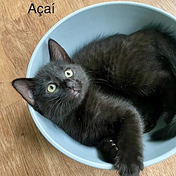 Thumbnail photo of Acai #1