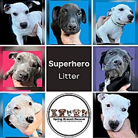 adopt a pet