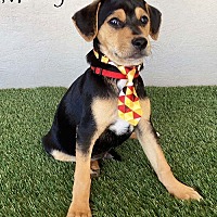 adopt a pet