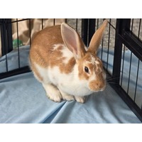 adopt-pet
