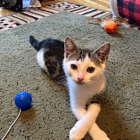adopt a pet