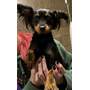 CARNATION - Chihuahua available for adoption