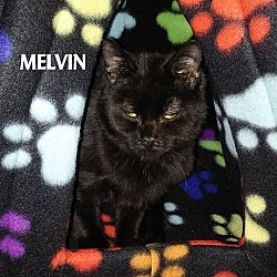 Thumbnail photo of MELVIN--CUTE BABY!! #3