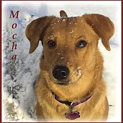 Thumbnail photo of Mocha (Riley) #1