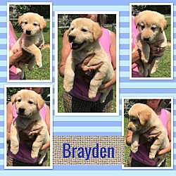 Thumbnail photo of Brayden~adopted! #2