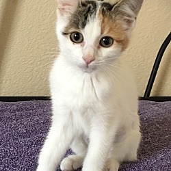 Thumbnail photo of DOLLY - DOLL OF A KITTEN! #2