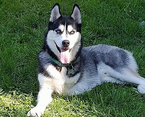 Dog for adoption - SASHA , a Siberian Husky & Klee Kai Mix in Yucca Valley,  CA