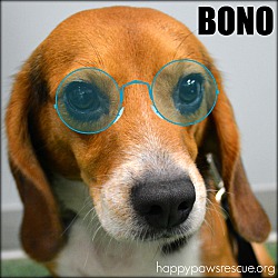 Photo of Bono