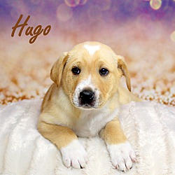 Thumbnail photo of Hugo~adopted! #2