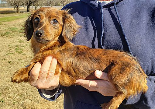 Westport Ct Dachshund Meet Claudia A Pet For Adoption