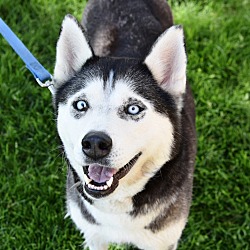 Husky Puppies For Sale In Greenwood Village Colorado Adoptapet Com