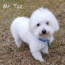 Thumbnail photo of Mr Taz*Adopted #3