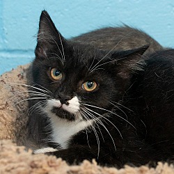 Photo of Hank