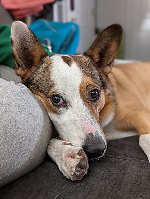 Quantico, Md - Australian Cattle Dog Mutt. Meet Damon A Pet For 