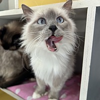 adopt a pet