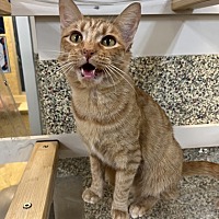 adopt a pet