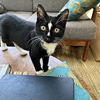 adopt a pet
