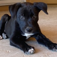adopt-pet