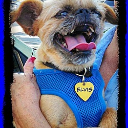 Thumbnail photo of ELVIS - Adopted #1