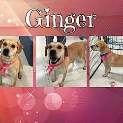 Thumbnail photo of Ginger (reduced fee) #2