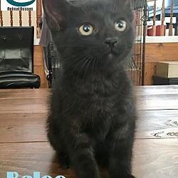 Thumbnail photo of Baloo - Adopted Nov 2017 #2