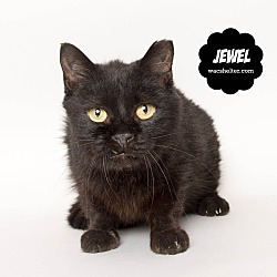 Thumbnail photo of Jewel (a SENIOR)!! #2