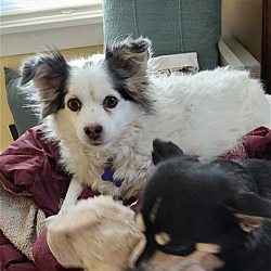 Photo of Stella - Just Adorable!