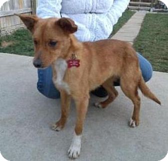 basenji jack russell mix puppies