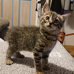 Photo of Snickers - Kitten