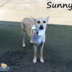 Thumbnail photo of Sunny #1