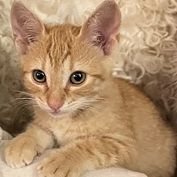 Photo of Male Stray