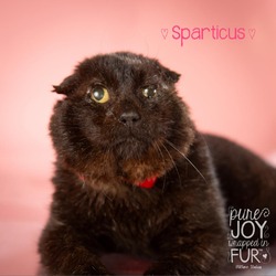 Thumbnail photo of Sparticus #2