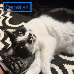 Thumbnail photo of Crowley #1