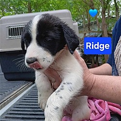 Photo of (pending) Ridge - 11 week old male lab mix