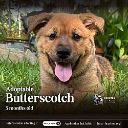 Photo of Butterscotch