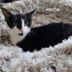 Thumbnail photo of Kecha the Bobtail Kitten #1