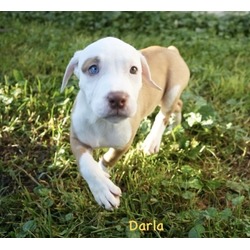 Thumbnail photo of Darla #1