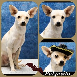 Thumbnail photo of Pulgasito #1