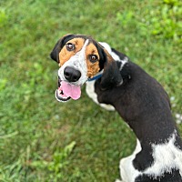 adopt a pet