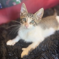 adopt-pet