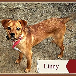 Thumbnail photo of Linny Adoption pending #2