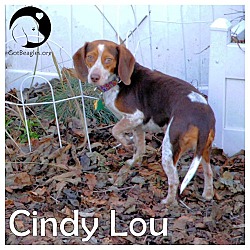 Thumbnail photo of Cindy Lou #1