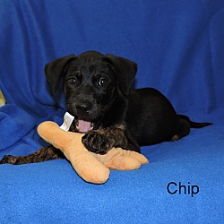 Thumbnail photo of Chip #4