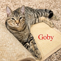 Thumbnail photo of Goby (Cat of the Month!) #4