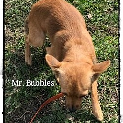 Thumbnail photo of Mr.Bubbles #2
