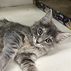 Photo of Moonbeam - Adopted!!