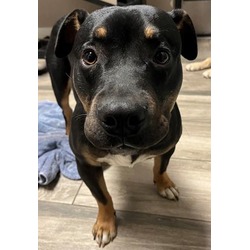 Photo of APOLLO- IN FOSTER
